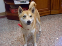 チッチャ